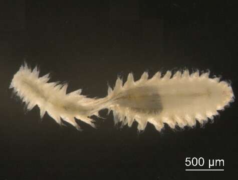 Micronephthys cornuta (Berkeley & Berkeley 1945) resmi