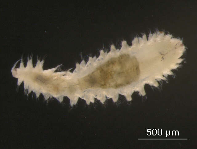 Micronephthys cornuta (Berkeley & Berkeley 1945) resmi