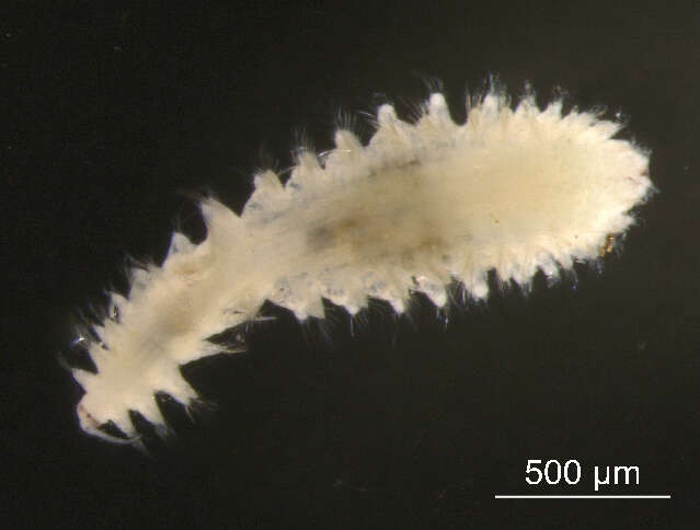 Micronephthys cornuta (Berkeley & Berkeley 1945) resmi