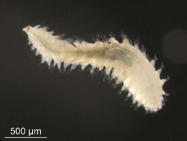 Micronephthys cornuta (Berkeley & Berkeley 1945) resmi