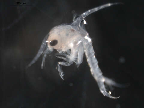 Image of Red Rock Crab