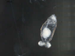 Image of rotifers