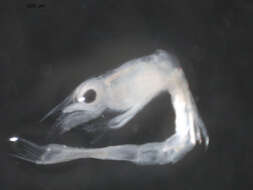Image of Callianassoidea