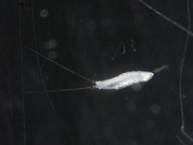Image of Ectinosomatidae Sars G. O. 1903