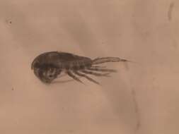 Image of Metridinidae Sars G. O. 1902