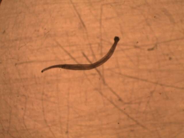 Image of arrow worms