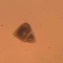 Image of Cheilostomata