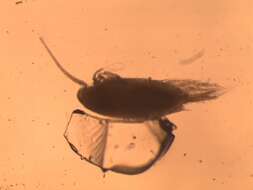 Image of Aetideus Brady 1883