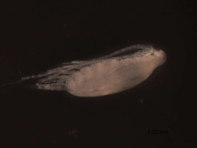 Image of Calanus finmarchicus