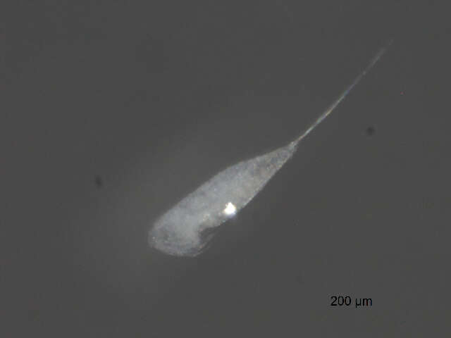 Image de Microsetella norvegica (Boeck 1865)