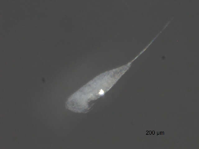 Image of Microsetella norvegica (Boeck 1865)