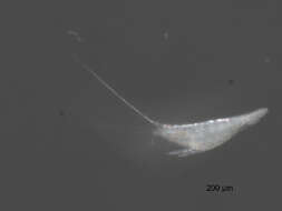 Image de Microsetella norvegica (Boeck 1865)