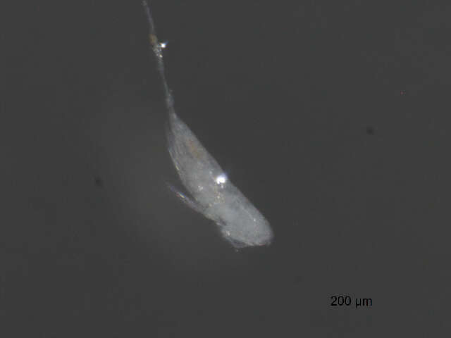 Image of Microsetella norvegica (Boeck 1865)