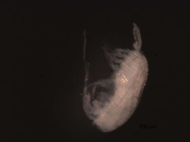 Image of Calanoid copepods