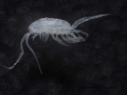 Image of Diaphanosoma