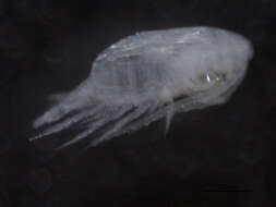 صورة Pseudocalanus