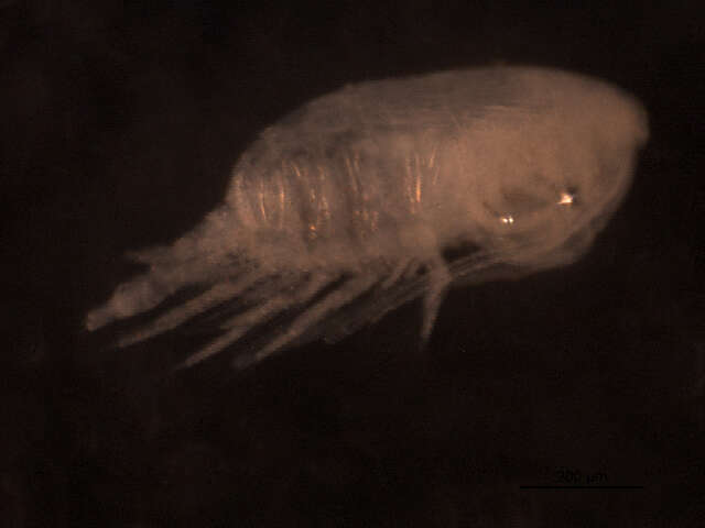 Image of Pseudocalanus