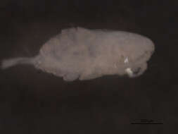 صورة Pseudocalanus