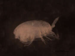 Image of Microcalanus Sars G. O. 1903