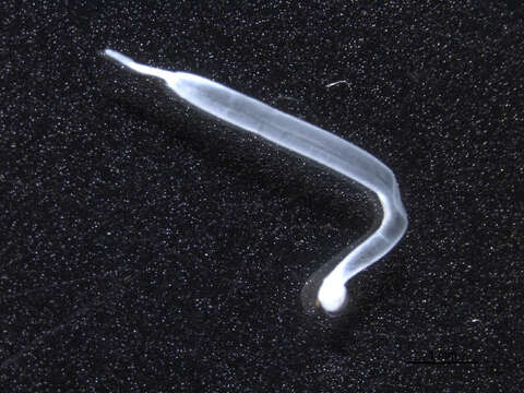 Image of arrow worm