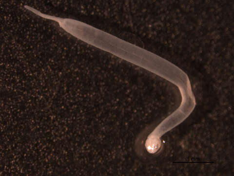 Image of arrow worm