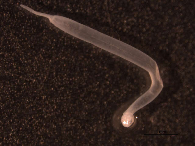 Image of arrow worm