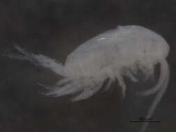 Image of Eurytemora affinis