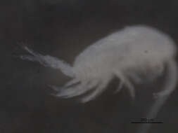 Image of Eurytemora affinis