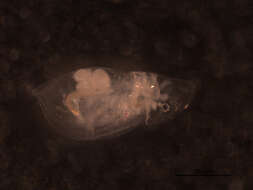 Image of Daphnia