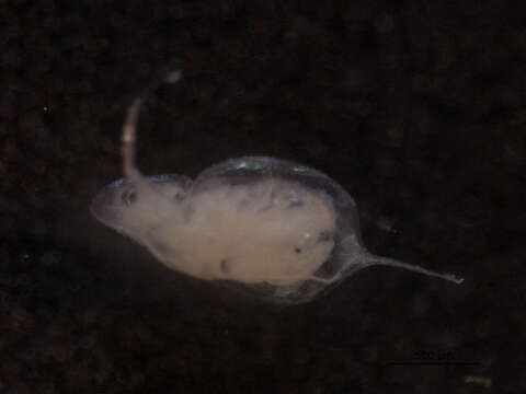 Image of Daphnia