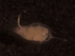 Image of Daphnia