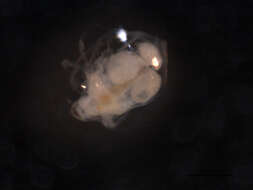 Image of Ceriodaphnia