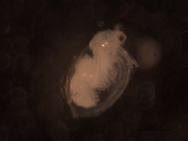 Image of Ceriodaphnia