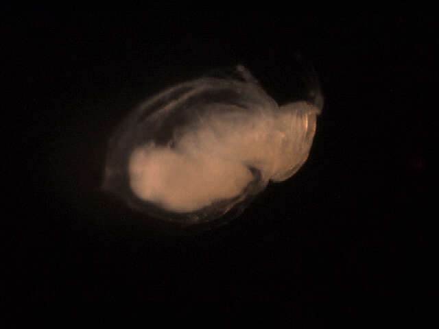 Image of Ceriodaphnia