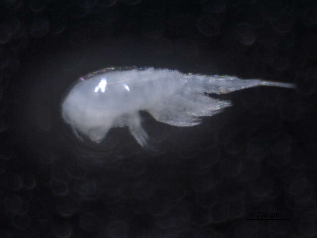 Image de <i>Eucyclops agilis</i>