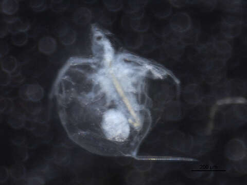 Image of Daphnia