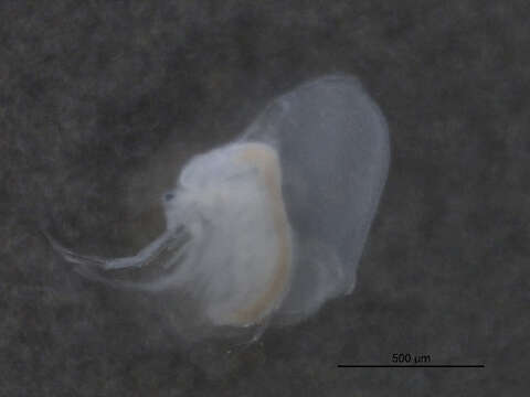 Image of branchiopods