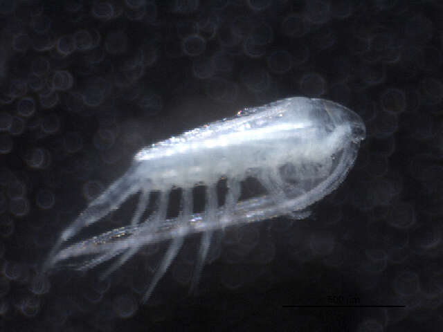 Image of Leptodiaptomus sicilis