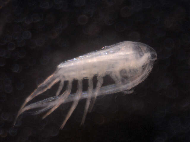 Image of Leptodiaptomus sicilis