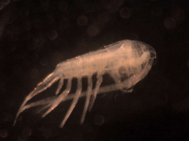 Image of Leptodiaptomus sicilis