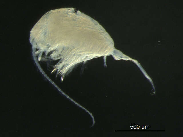Image de Multicrustacea