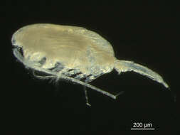 Image of Pseudocalanus