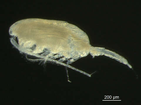 صورة Pseudocalanus