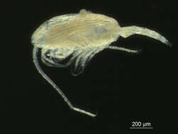 Image of Pseudocalanus