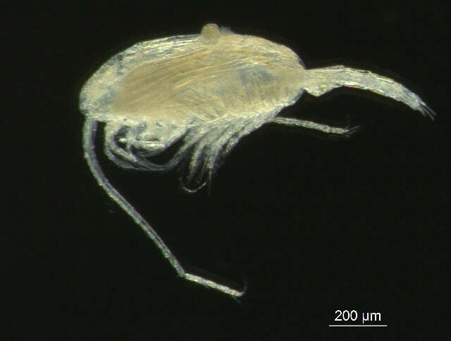 صورة Pseudocalanus