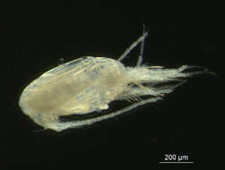 صورة Pseudocalanus