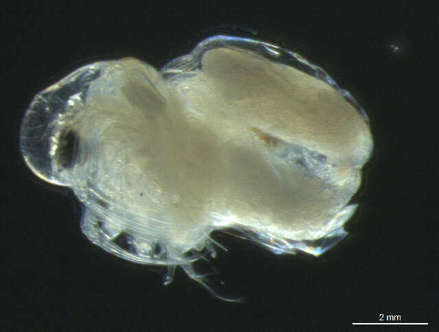 Image of Podon leuckartii