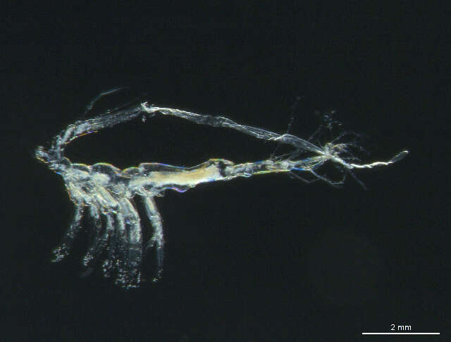 Image of Monstrilla scotti Isaac ex Grygier & Suárez-Morales 2018