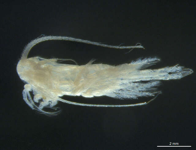 Image of Metridia longa (Lubbock 1854)