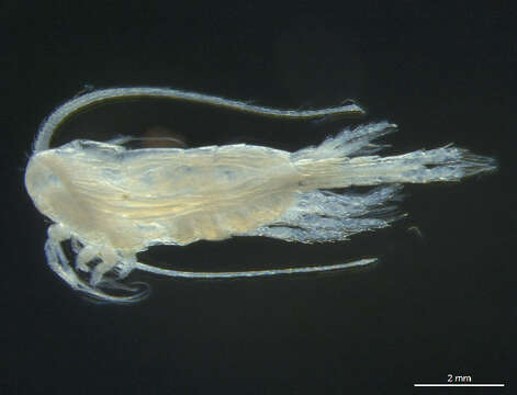 Image of Metridia longa (Lubbock 1854)